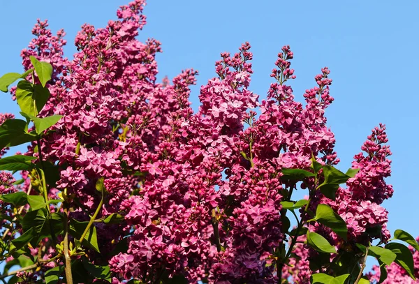 Branch of blossoming pink lilac against the blue sky — Stock Photo, Image