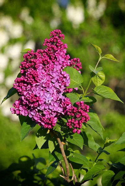 Branch of blossoming pink lilac in the garden — Stock Photo, Image