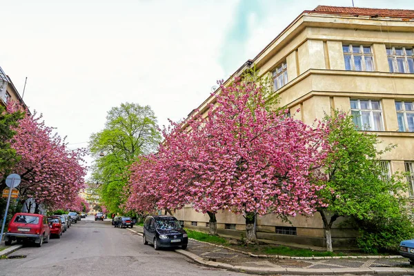 Розовые сакуры на улице Ужгород, Украина — стоковое фото