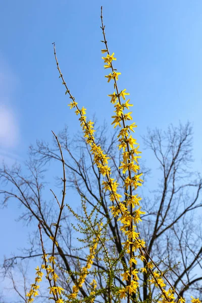 Branch of yellow forsythia shrub — Stock Photo, Image