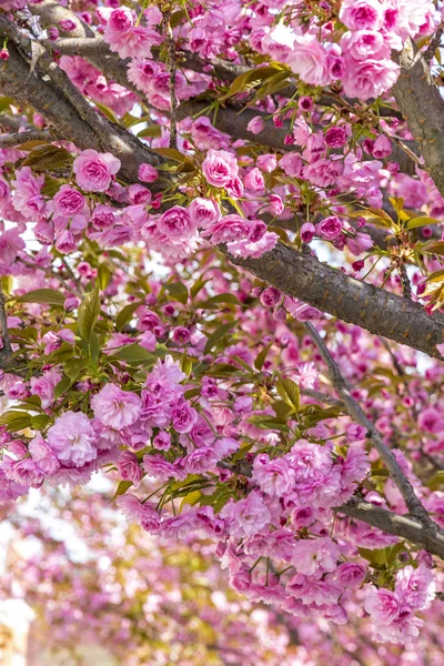 Zweig des blühenden rosa Sakura-Baumes — Stockfoto