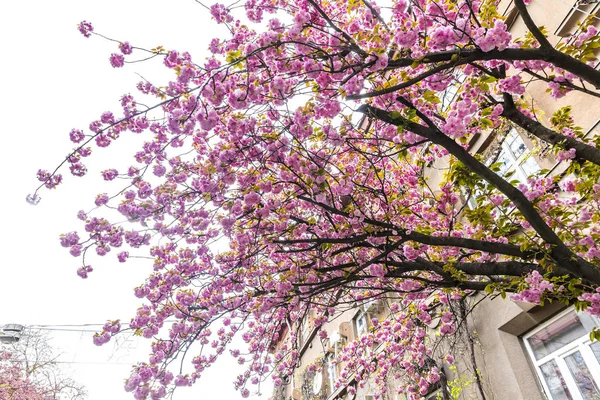Ramo de árvore sakura rosa florescente — Fotografia de Stock