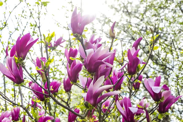 정원에 있는 분홍빛의 마뇰 리아 꽃들 — 스톡 사진