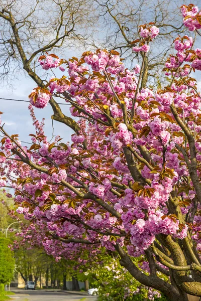 De beslissingsstructuur van bloeiende roze sakura — Stockfoto