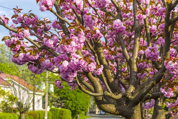 Ramo de árvore sakura rosa florescente — Fotografia de Stock