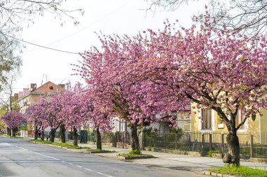 Uzhhorod, Ukrayna'da çiçek açan pembe kiraz ağaçları ile Sokak