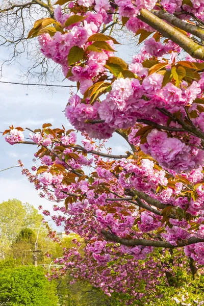 Branch of blossoming pink sakura tree — Stock Photo, Image