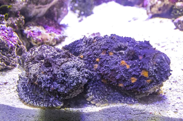 Arrecife de Pez Piedra (Synanceia verrucosa) visto bajo el agua — Foto de Stock