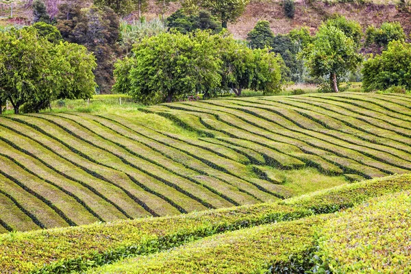 Чайные плантации на острове Сан-Мигель, Азорские острова, Португалия — стоковое фото
