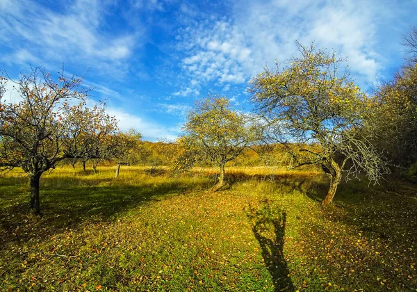 Bahçedeki meyve ağaçlarının altın sonbahar renkleri — Stok fotoğraf