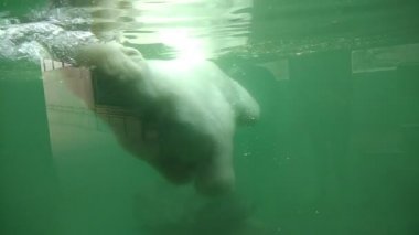 Kutup ayısı suyun altında yüzüyor ve pencereden bakıyor.