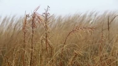 Kurumuş ot ve ateş bitkileri rüzgarla savruluyor.
