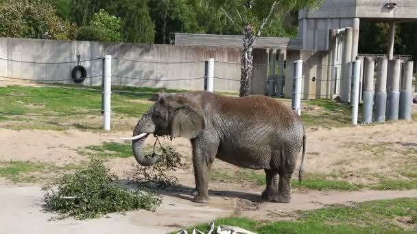 Afrikaanse bosolifant (Loxodonta africana) in een dierentuin — Stockvideo