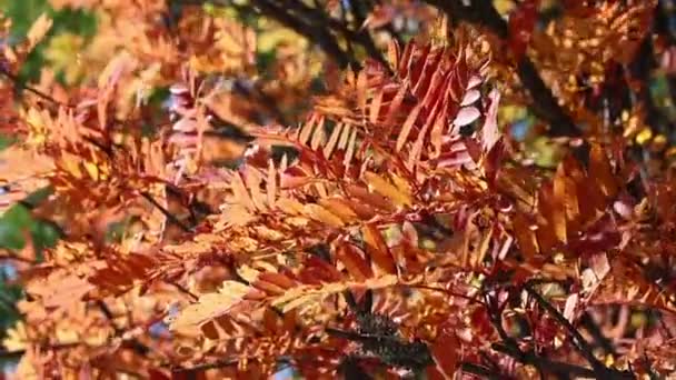 Помаранчеве осіннє листя гірської ялинки, що махає на вітрі — стокове відео