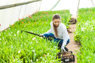 Güneşli sabah itibariyle sera