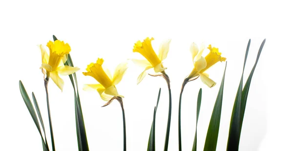 Frische Narzissen Blüten isoliert auf weiß — Stockfoto