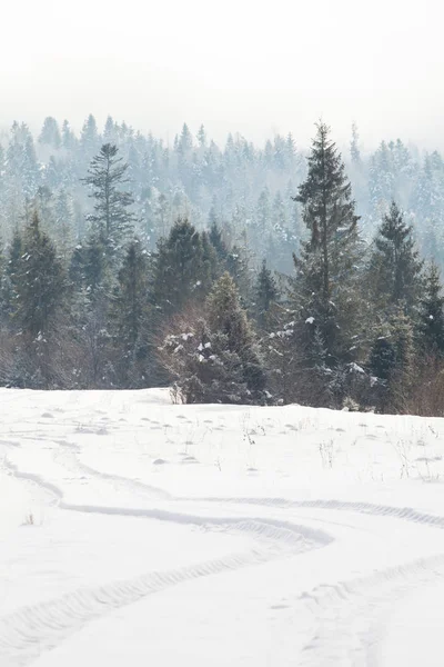 The beautiful winter forest — Stock Photo, Image