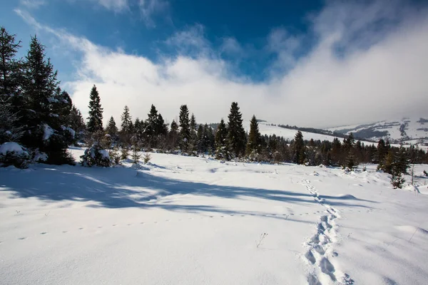 La foresta affascinante in inverno — Foto Stock