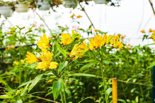 Crecimiento de la alstroemeria amarilla en invernadero —  Fotos de Stock