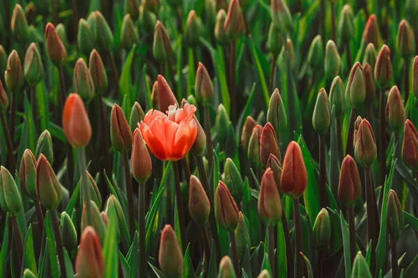 Один цветущий красный тюльпан — стоковое фото