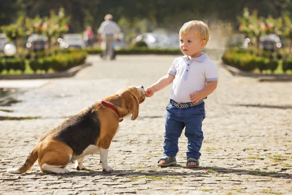 男の子が犬に餌 — ストック写真