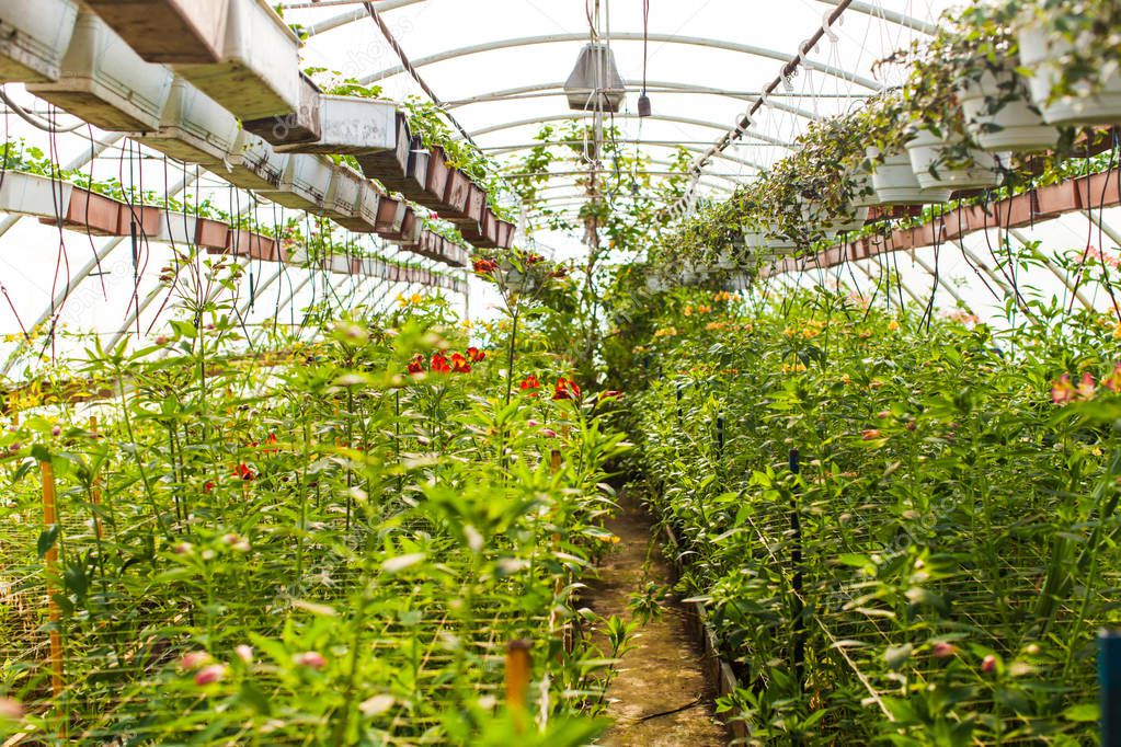 Field with flowers in greenhouse