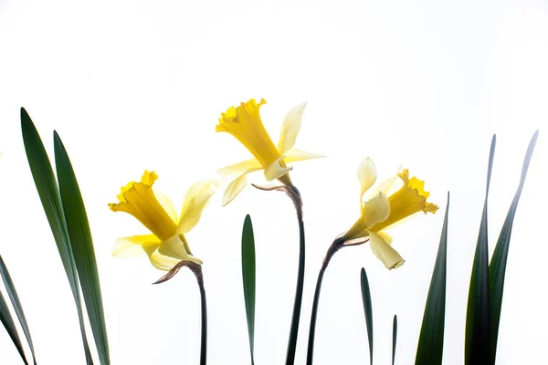 Lente bloemen grens — Stockfoto
