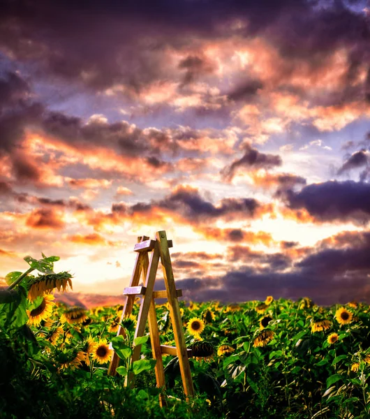 Échelle en bois au champ de tournesols — Photo