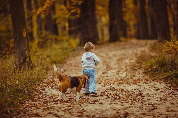 Garçon avec beagle — Photo
