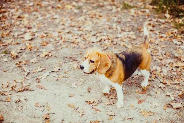 Beagle perro caminando — Foto de Stock