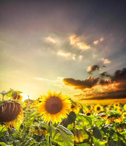 Coucher de soleil sur le champ de tournesols — Photo