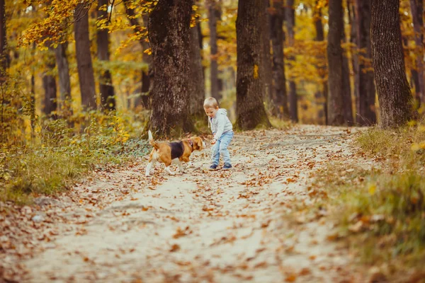 公園で彼のビーグル犬を連れて歩いて幸せの小さな男の子 — ストック写真