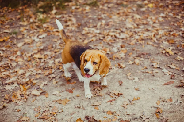 Beagle perro caminando — Foto de Stock