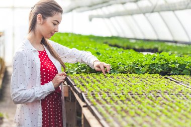 Genç bitkilerin dikim