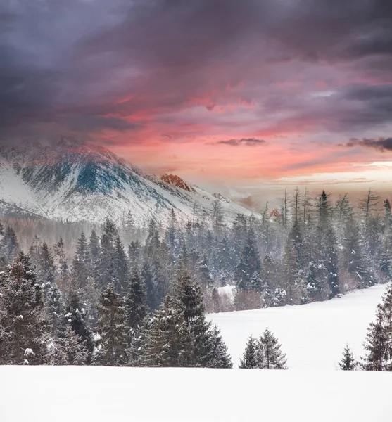 Zimowe niebo i zielone choinki — Zdjęcie stockowe