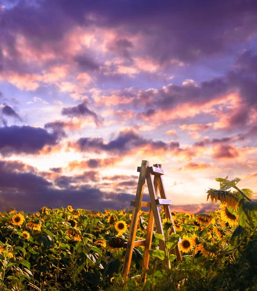 Échelle en bois au champ de tournesols — Photo