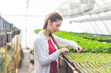Sera bitkilerde işlemiyle