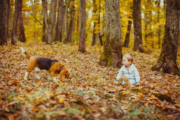 Jongen met beagle — Stockfoto