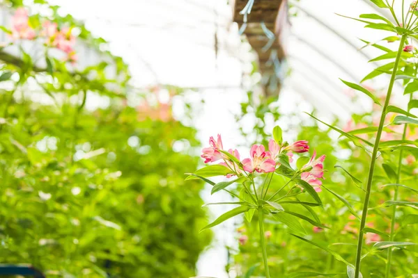 Выращивание цветка альстромерии в теплице — стоковое фото