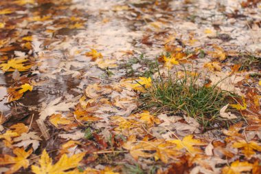 akçaağaç yaprağı suyu