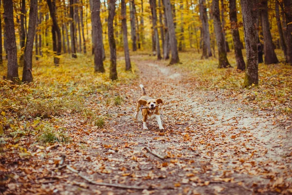 Beagle-Hund läuft — Stockfoto