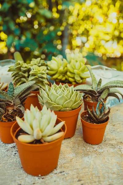 The Succulents - Little happiness — Stok Foto