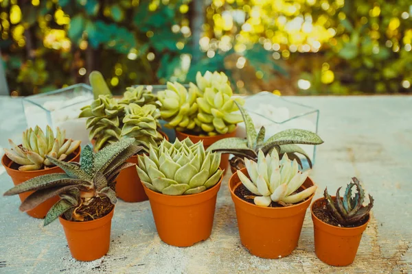 The Succulents - Little happiness — Stok Foto