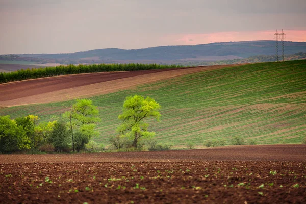 Árvores de primavera e campos — Fotografia de Stock