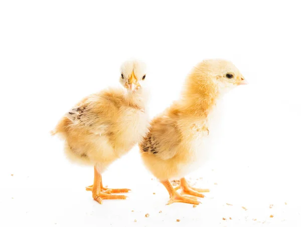 Cute chicks isolated — Stock Photo, Image