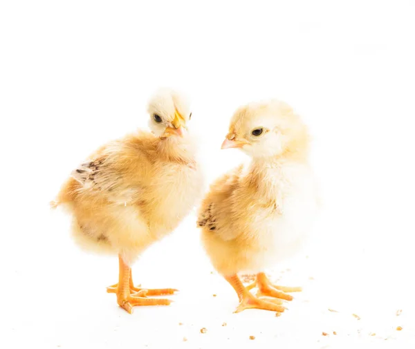 Cute chicks isolated — Stock Photo, Image