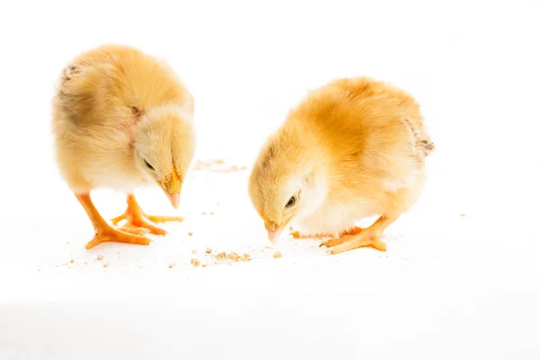 Cute chicks isolated — Stock Photo, Image