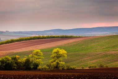 Ağaçlar fon alanlarında