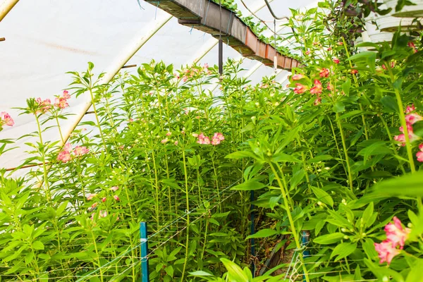 Alstroemeria blommorna i ett växthus — Stockfoto