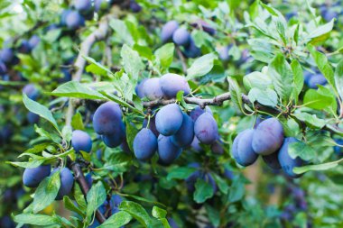 Bir meyve bahçesinde yaz açık havada mavi Erik